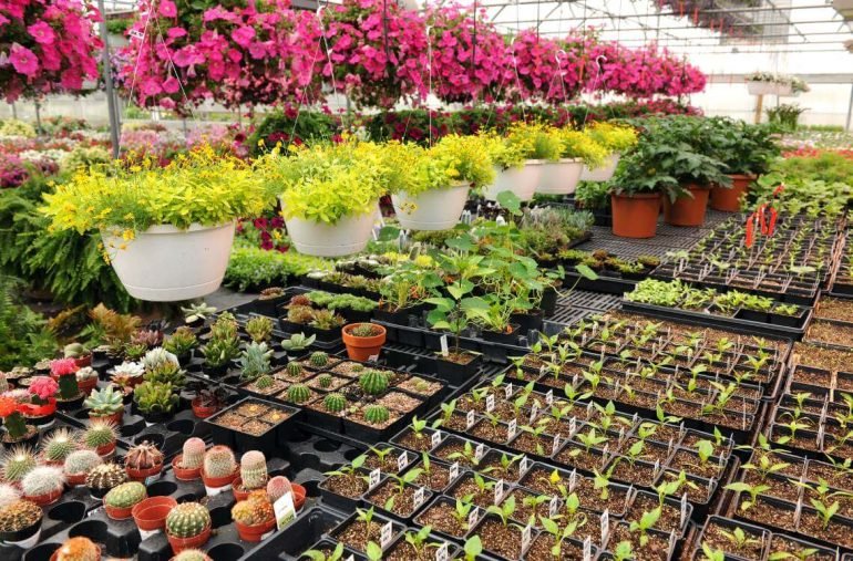 Buy plants online in Pakistan