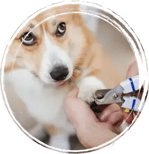 affordable dog grooming 
