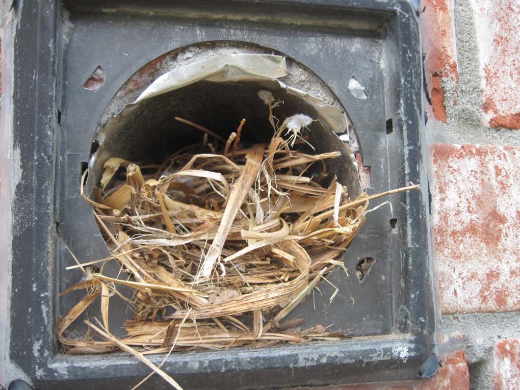 Pets And Bird Removing