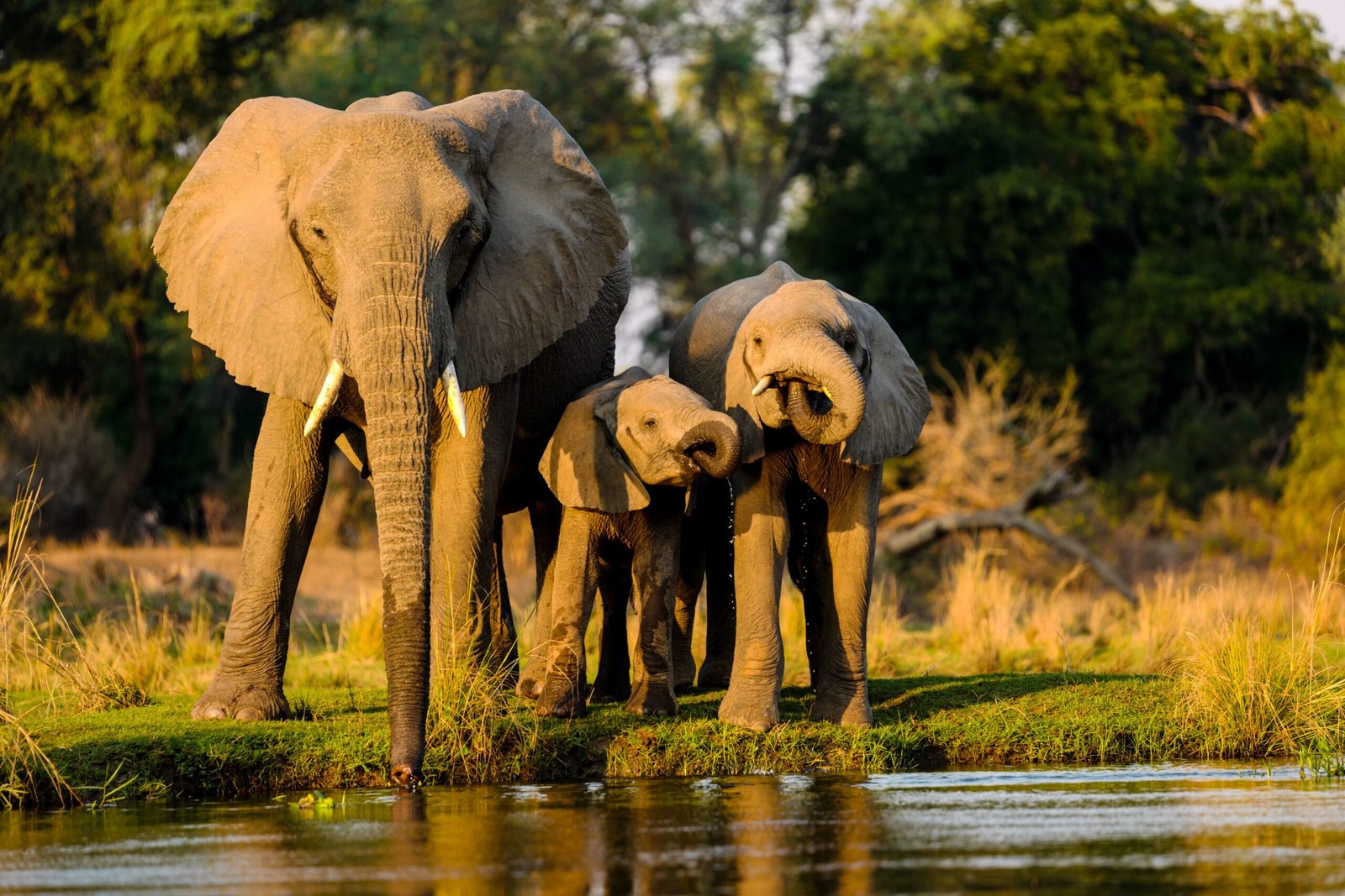 best safari company in tanzania