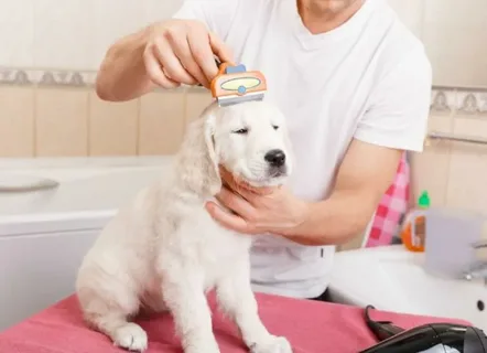 full-service mobile groomer