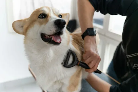 Best Dog Conditioner Tips for Shiny Coats
