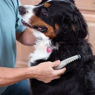 Guide to Starting a Grooming Business Successfully