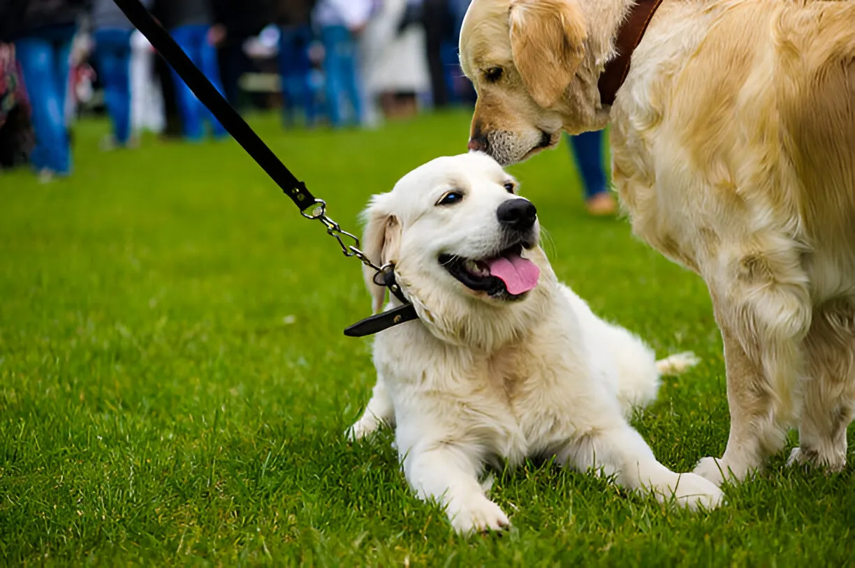 Private dog training