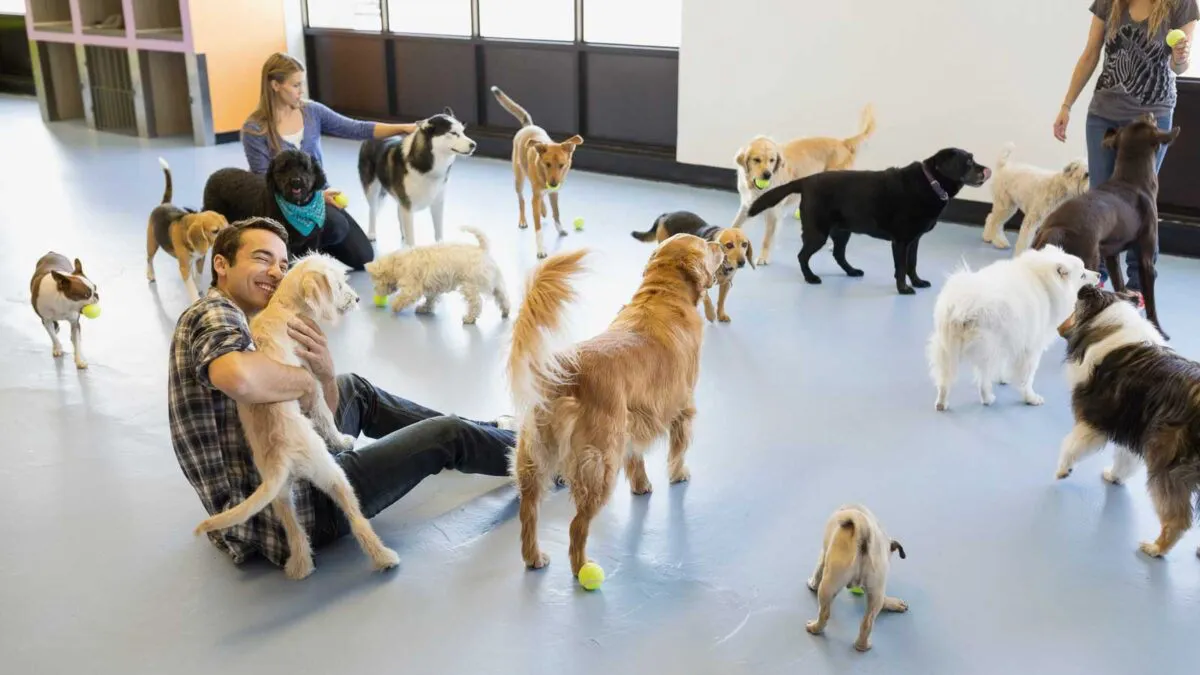 Group training classes for dogs