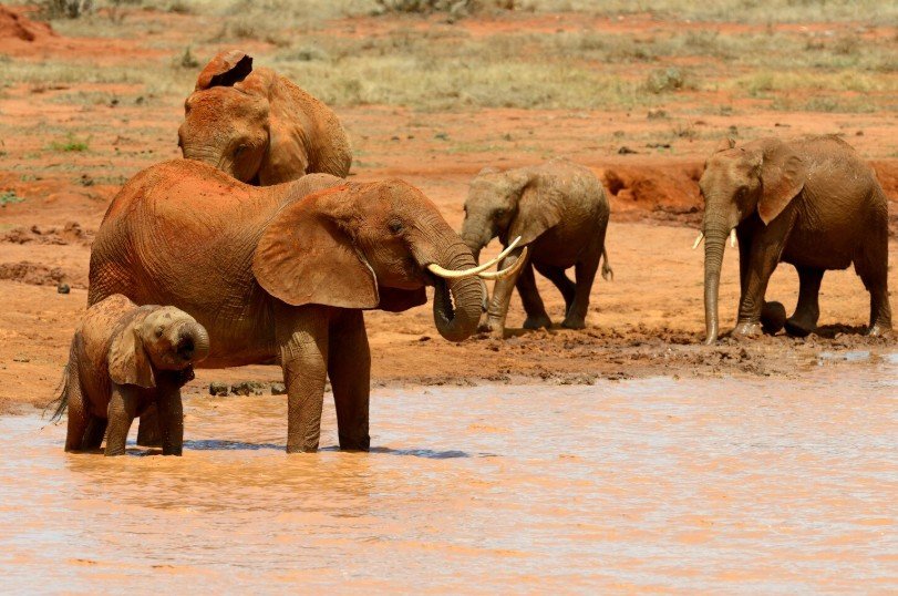 best time to visit tanzania for safari