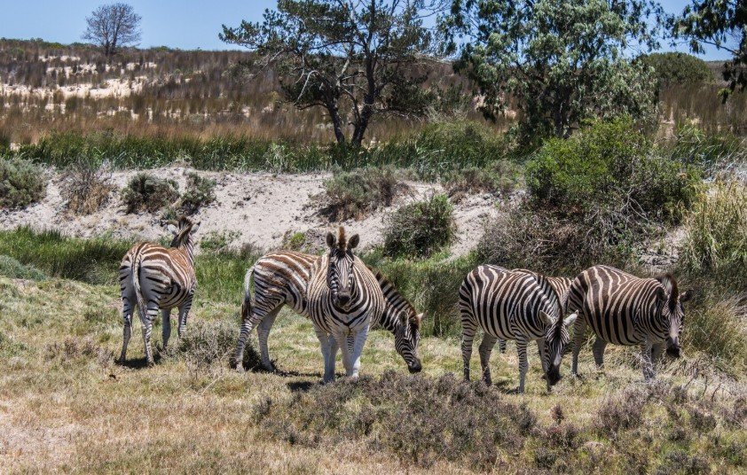 best safari company in tanzania