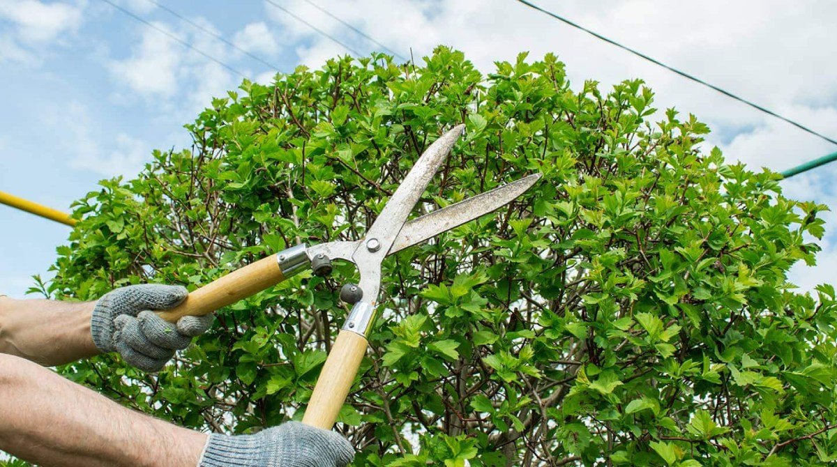 Tree And Bushes Pruning Service